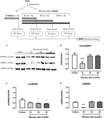 Prefrontal BDNF Levels After Anodal Epidural Direct Current Stimulation in Rats